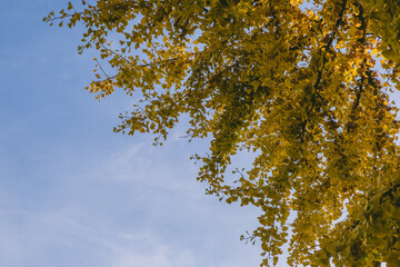 Tree with leaves is in the foreground and the sky is blue