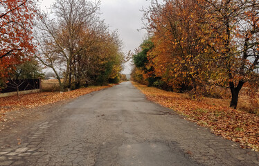 Road with trees on both sides and leaves on the ground