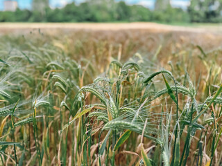 Field of green grass with some brown spots