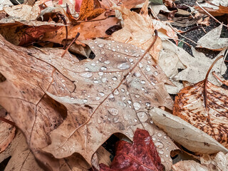 Leaf with raindrops on it is on the ground