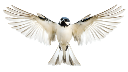 Graceful House Martin Bird Soaring with Spread Wings in Airy Flight Scene.