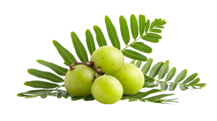 Isolated Indian Gooseberry Amla Fruit on White Background - Fresh and Vibrant Fruit Photography