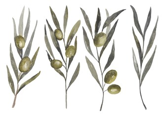 A set of olive branches in watercolor on a white background