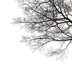 Silhouette of bare tree branches against isolated on white background