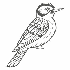 Red-Cockaded Woodpecker Line Art Illustration