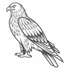 Detailed Red Kite Bird Vector Illustration