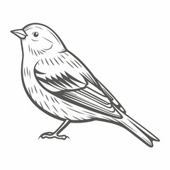 Pine Siskin Bird Vector Illustration, Line Art
