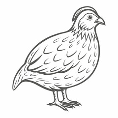 Elegant Quail Bird Line Art Illustration