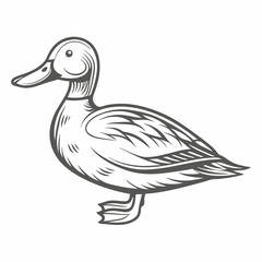 Elegant Pintail Duck Illustration, Line Art Style