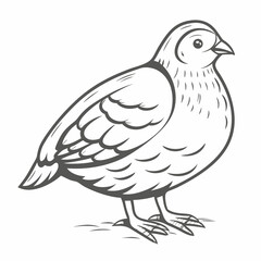 Partridge Outline Illustration, Bird Vector Art