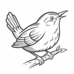 Marsh Wren Bird Line Art Illustration