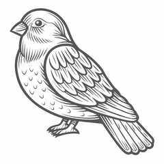 Fototapeta premium Linnet Bird Illustration, Detailed Line Art