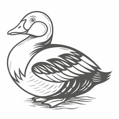 King Eider Duck Vector Illustration, Outline