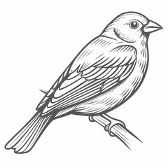 Detailed Indigo Bunting Bird Line Art Illustration