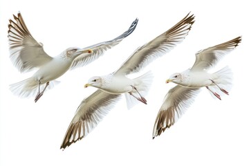 Fototapeta premium Three seagulls flying in the air on a clean white background. Ideal for nature or animal visuals