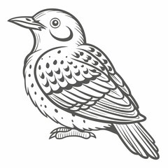 Northern Flicker Bird Line Art Illustration