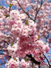 Cherry blossom branch against blue sky