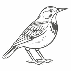 Eastern Meadowlark Line Art Illustration