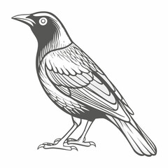 Common Grackle Illustration, Bird Vector Graphic