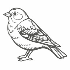 Chaffinch Bird Line Art Vector Illustration