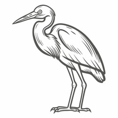 Cattle Egret Illustration - Vector Bird Drawing