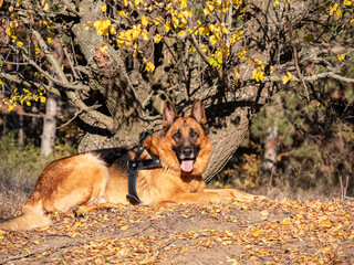 Purebred German Shepherd Dog Resting in Dry Grass Near the Forest. Autumn Mood with Domestic Animal Playing Outdoors and Staring to the Camera