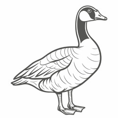 Canada Goose Illustration, Detailed Vector Drawing
