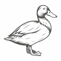 Detailed Canvasback Duck Line Art Illustration