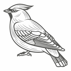 Bohemian Waxwing Bird Line Art Illustration