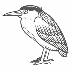 Black-crowned Night Heron Line Art Illustration