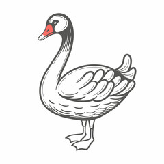 Elegant Black Swan Illustration, Isolated on White