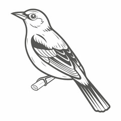 Baltimore Oriole Bird Line Art Illustration
