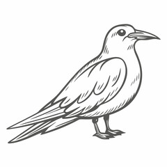 Arctic Tern Line Art Illustration, Vector Bird