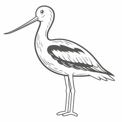 American Avocet Bird Line Art Illustration