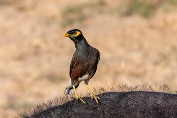 Sri Lanka, Uda Walawe National Park, Common Myna (Acridotheres tristis)