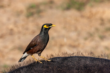 Sri Lanka, Uda Walawe National Park, Common Myna (Acridotheres tristis)