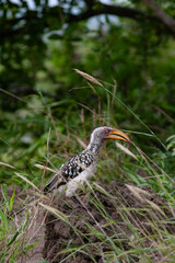 Calao leucomele / Tockus leucomelas