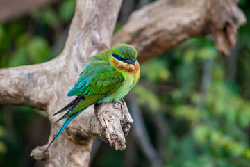 Sri Lanka, Uda Walawe National Park, Blue-tailed Bee-eater (Merops philippinus)