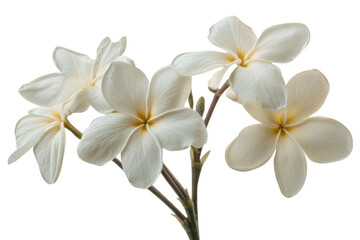 Fototapeta premium white Frangipani flower isolated on white background PNG