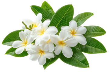 white Frangipani flower isolated on white background PNG