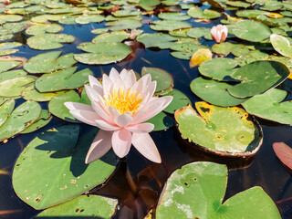 Single pink flower is floating on a pond