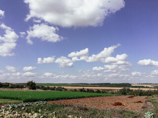 Field with a few trees and a cloudy sky