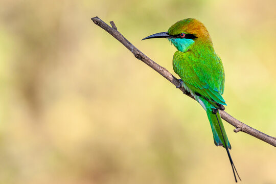 Sri Lanka, Uda Walawe National Park, Green Bee-eater (Merops orientalis)