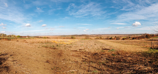 Naklejka premium Field of corn is shown in a panoramic shot