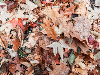 Pile of leaves with some of them wet
