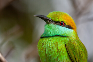 Sri Lanka, Uda Walawe National Park, Green Bee-eater (Merops orientalis)
