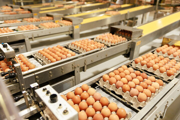 Technified egg production facilities in Colombia