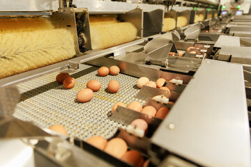 Inside the Egg Industry Modern Automation for Mass Production