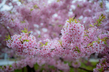 Cherry Blossom's beauty: A vibrant close-up reveals the delicate beauty of a cherry blossom branch in full bloom, its soft pink petals creating a visual symphony of spring, symbol of renewal.