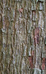 Fototapeta premium Beautiful close-up of the bark of sterculia dawei